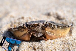 Cangrejo sobre la arena de la playa junto a un blíster de anzuelos
