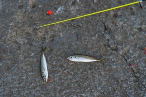 Peces pequeños junto a una caña de pescar